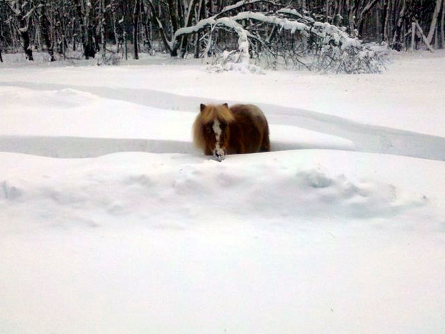 Lily Playing In The Snow!