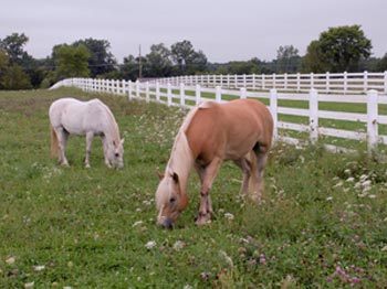 What Kind of Fencing Should I Get For My Horse?