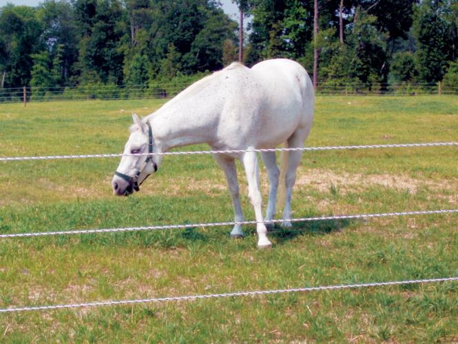 ElectroBraid fencing containing a white horse