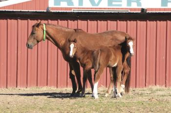 Mare and Foal Fencing