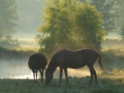 Is Your Horse Showing Signs of Equine Blindness?